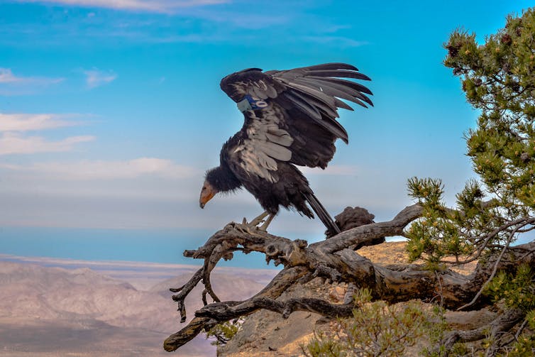 A large black-and-white vulture opens its wings on
a tree branch, with a vast desert behind it.