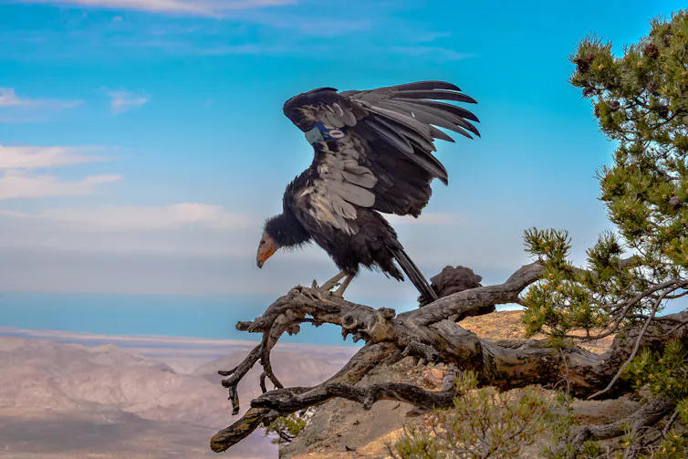 A large black-and-white vulture opens its wings on a tree branch, with a vast desert behind it.