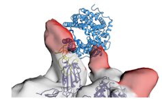 One small part of a human antibody has the potential to work as a drug for both prevention and therapy of COVID-19