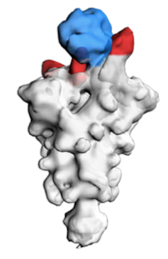 One small part of a human antibody has the potential to work as a drug for both prevention and therapy of COVID-19