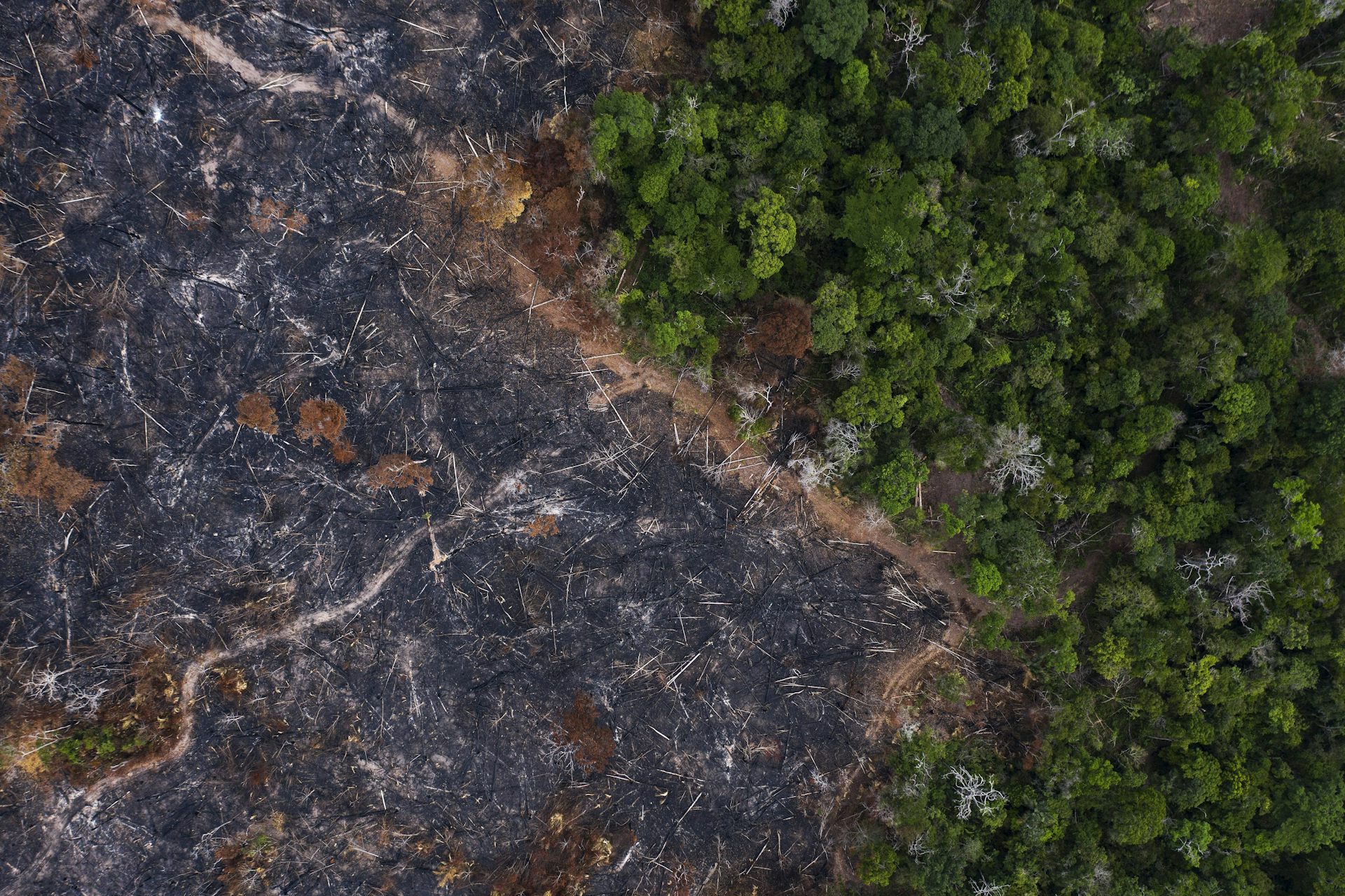 Historic Amazon Rainforest Fires Threaten Climate And Raise Risk Of New ...