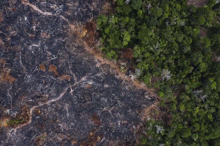 Historic Amazon Rainforest Fires Threaten Climate And Raise Risk Of New Diseases Historic Amazon Rainforest Fires Threaten Climate And Raise Risk Of New Diseases