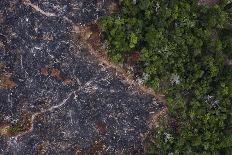 A sharp line delineates a deforested area and a forested one