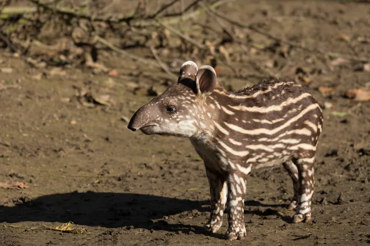 A young tapir