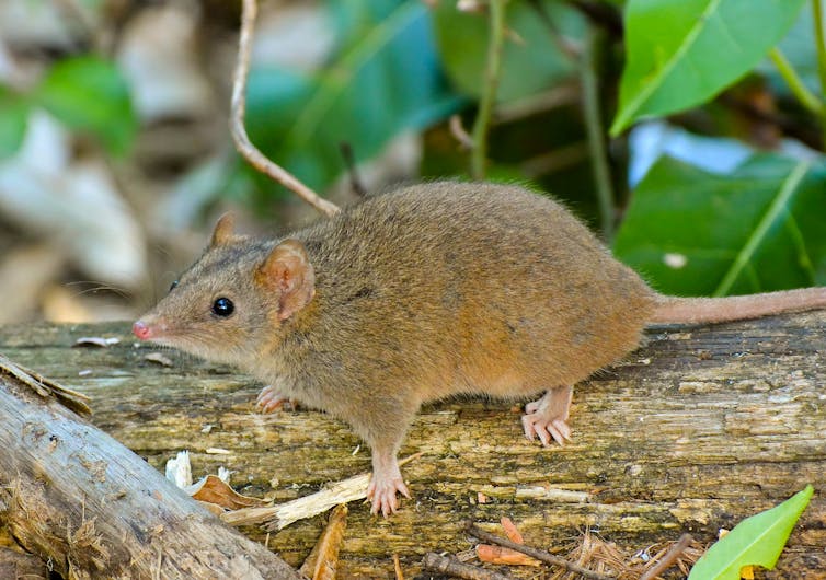 A brown antechinus on a tree.