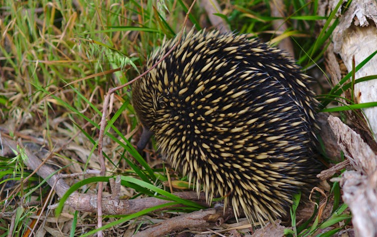 An echidna in the bush.