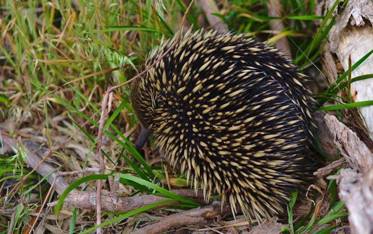 An echidna in the bush.