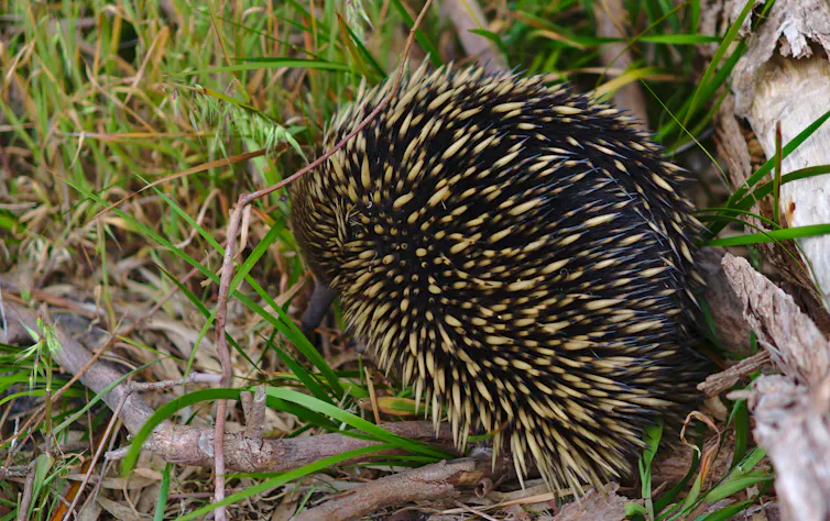 An echidna in the bush.