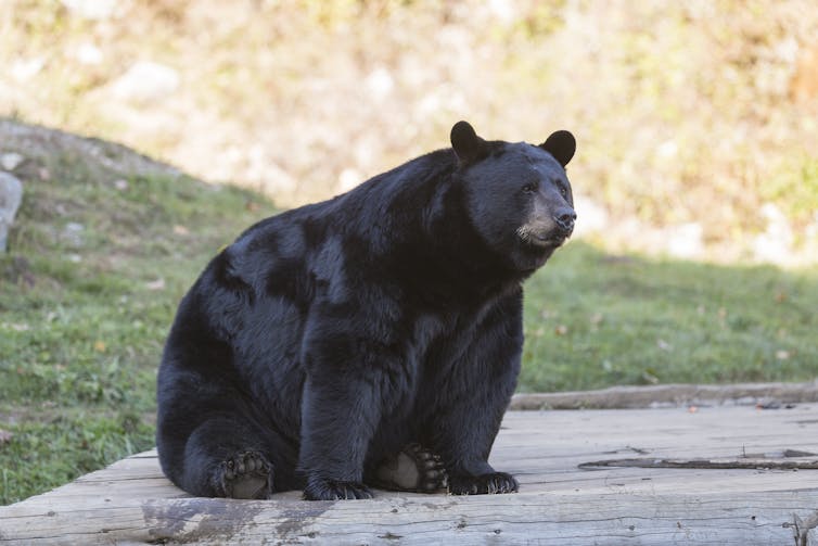 An American black bear