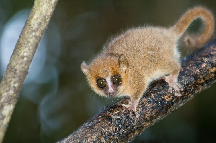 A gray mouse lemur in Madagascar.