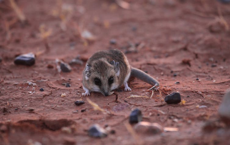 A fat-tailed dunnart.