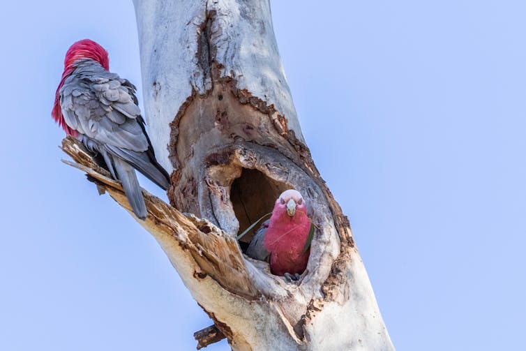 Every year in Australia, nature grows 8 new trees for you — but that alone won't fix climate change