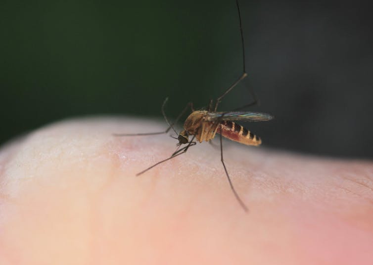 Mosquito biting a person's hand