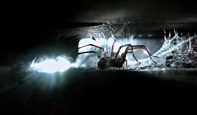 A house spider in a dark crevice with cobwebs, backlit by white light.