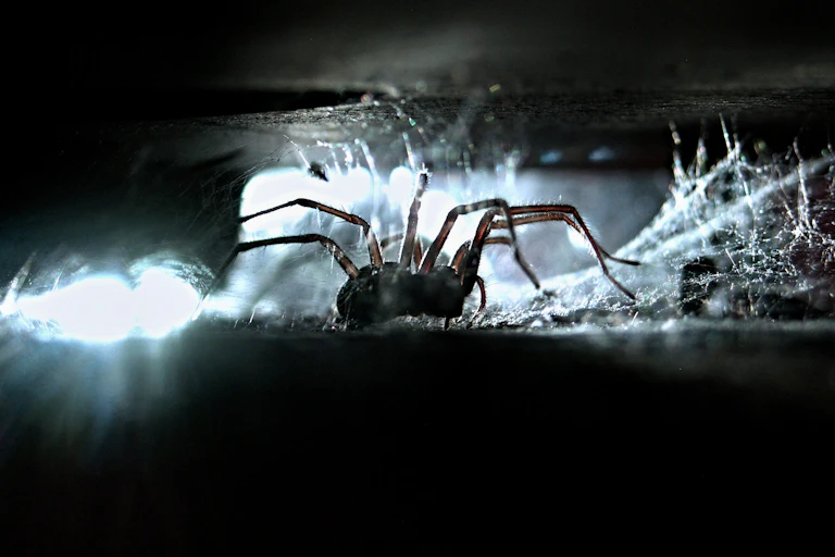 A house spider in a dark crevice with cobwebs, backlit by white light.