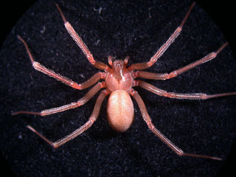 A large, pink-bodied spider with long legs on a black background.