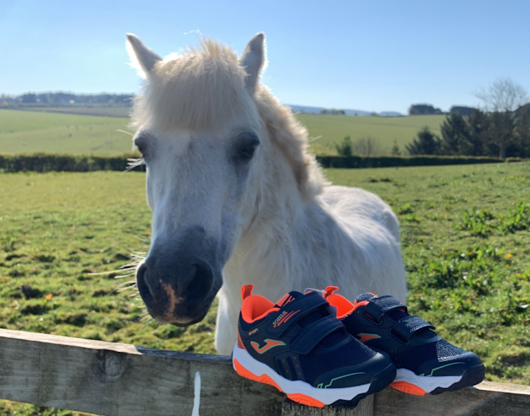 Small white pony looking over a fence with a pair of trainers resting on top.