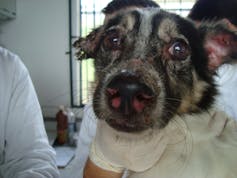 Striped dog with lesions on face and ears