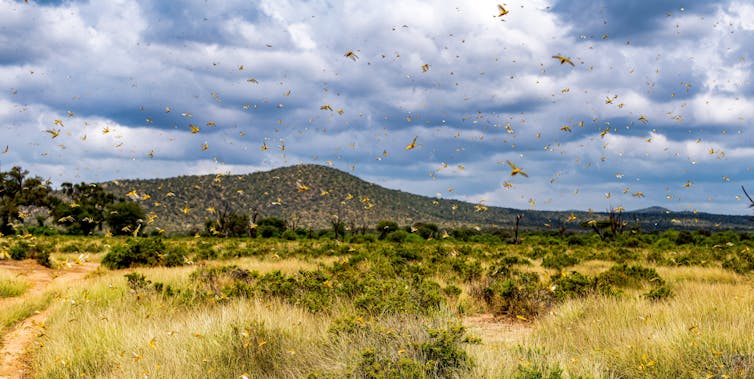 Landscape view view of a locust swarm.