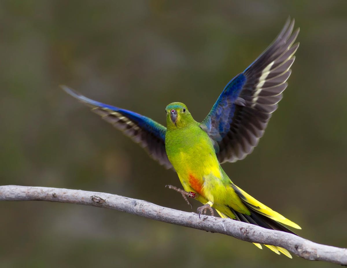 endangered species: Orange-bellied Parrot