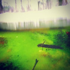 A marbled salamander floating under the surface of the water.