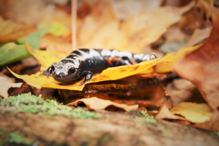 A dark gray salamander with black splotches sitting atop a fallen leaf.