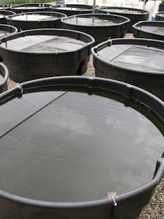 Rows of large black cattle tanks.