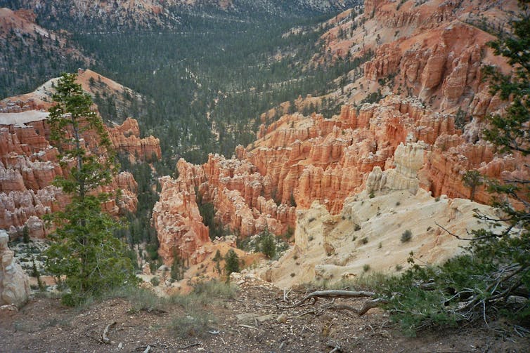 Looking down into a canyon in southern Utah filled with Douglas fir trees.