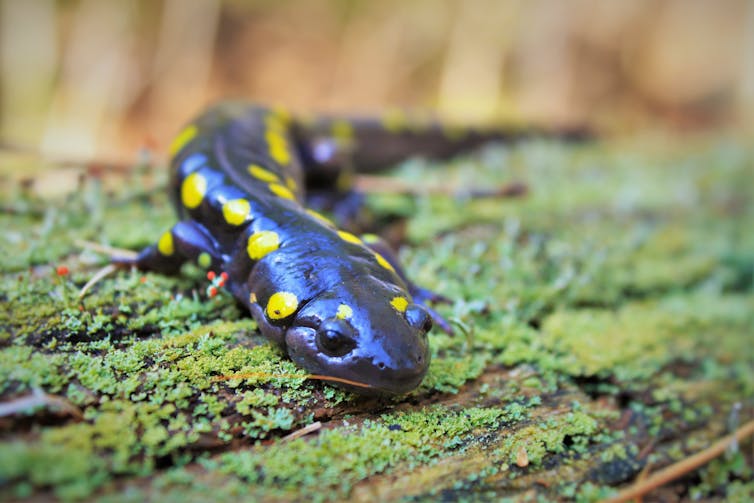 A blue salamander with yellow spots sitting on a moss-covered log.