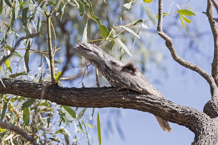 A tawny frogmouth sits still on a branch.