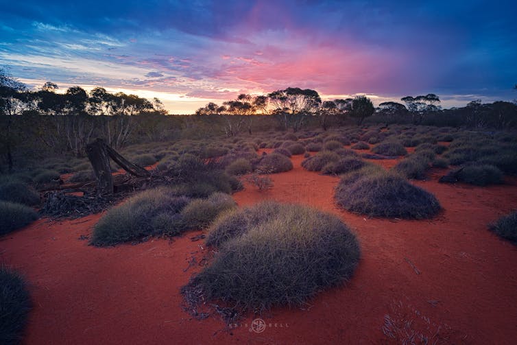 Spinifex clumps on red dirt