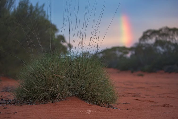 Spinifex with a rainbow in the background