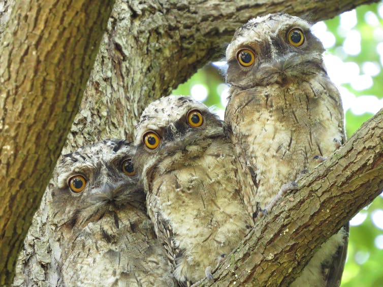 Three tawny frogmouths in a tree