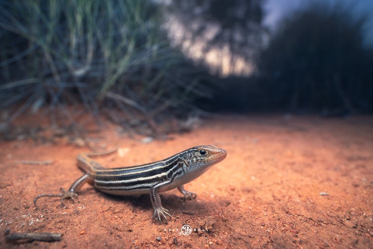 A close-up of mallee ctenotus, a striped lizard