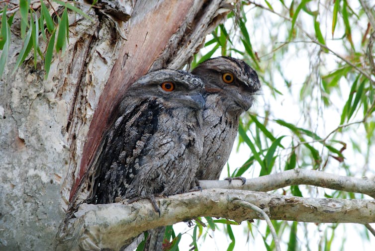 A pair of Tawny Frogmouths in a tree.