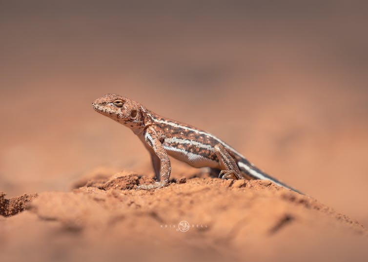 A profile of a mallee dragon