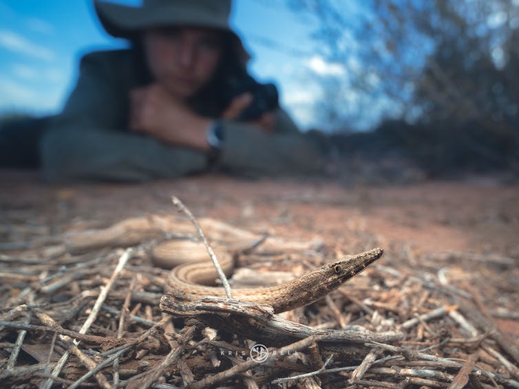 Burton's legless lizard