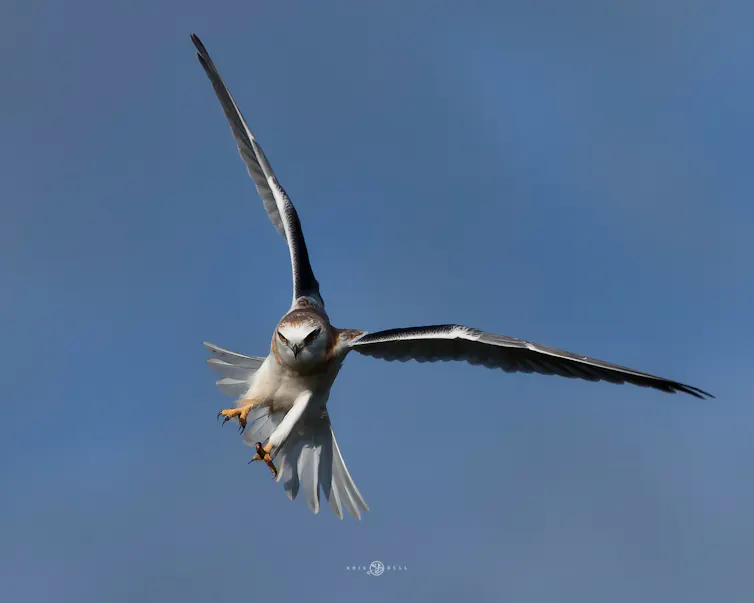 A soaring black shouldered kite