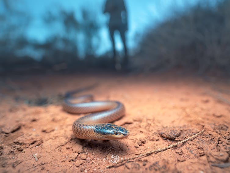 Dwyers snake, with a researcher in the background
