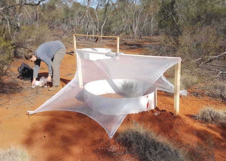 Photos from the field: Australia is full of lizards so I went bush to find out why