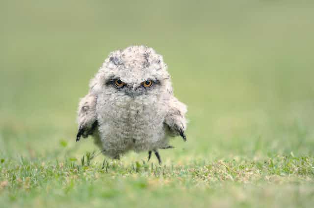 A Tawny Frogmouth chick.