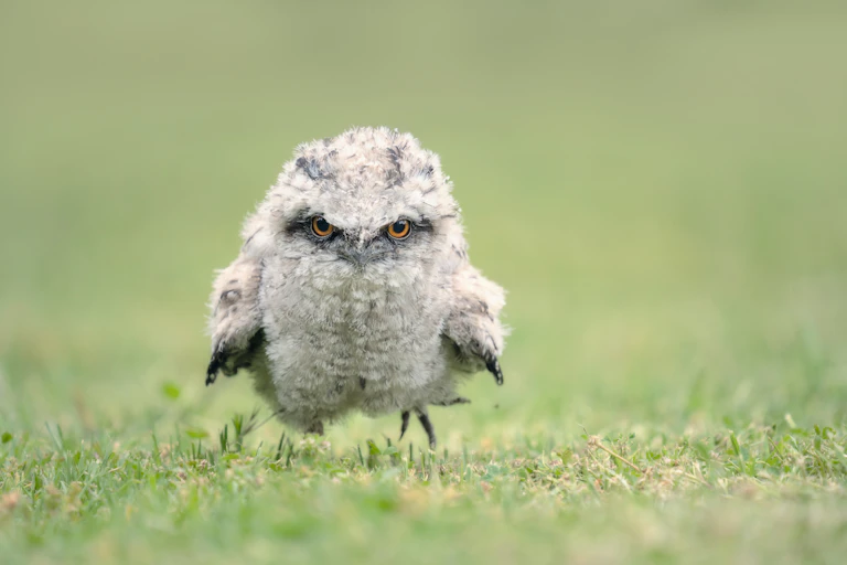 A Tawny Frogmouth chick.