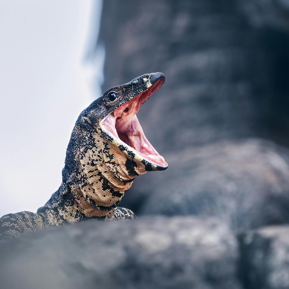 Photos From The Field Australia Is Full Of Lizards So I Went Bush To Find Out Why Photos From The Field Australia Is Full Of Lizards So I Went Bush To Find Out Why