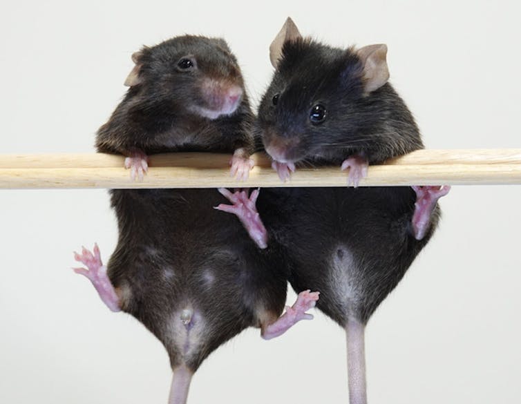 Two mice hang from a wooden bar.