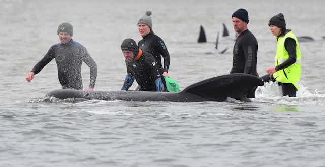Volunteers in wetsuits wading in shallow coastal water surround a black pilot whale.