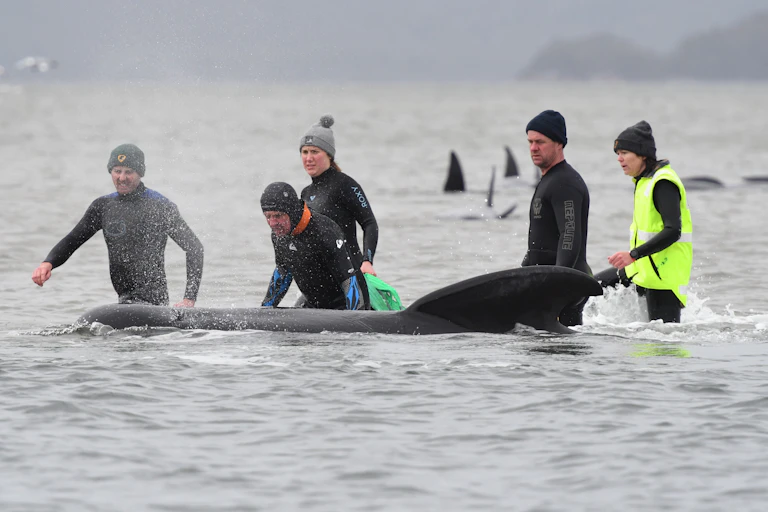 Volunteers in wetsuits wading in shallow coastal water surround a black pilot whale.