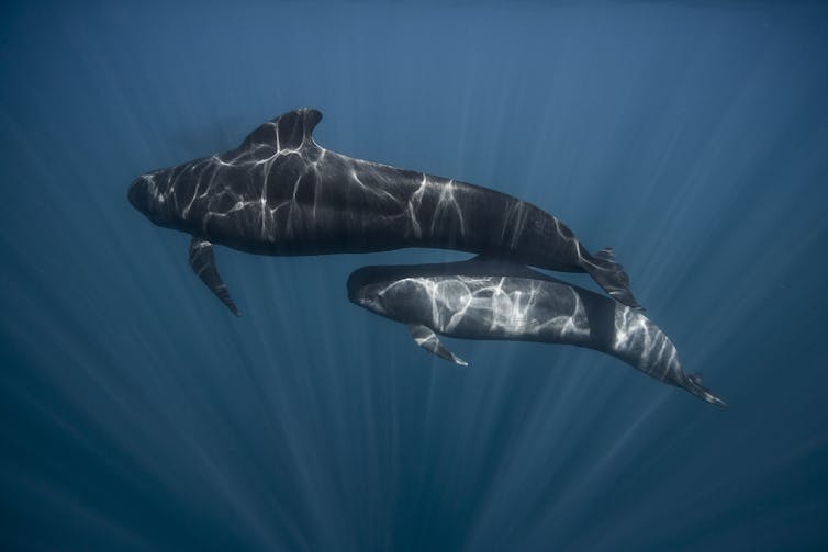 A black long-finned pilot whale mother swims with her grey calf close behind.