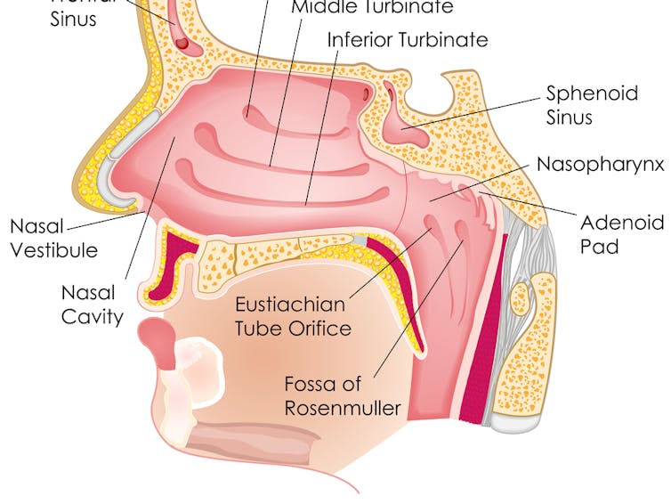 Anatomy of the nose and mouth.