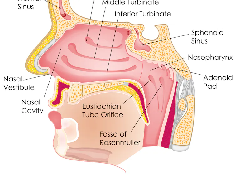 Anatomy of the nose and mouth.