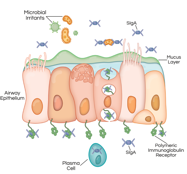 Illustration of how SIgA operates in the lining of a person's airway.